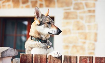 Fencing Guide: Wood Fence vs. Vinyl Fence vs. Composite Fence vs. Iron Fence